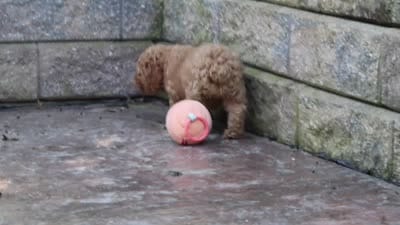 James, a male Poodle - Miniature  for sale in Baltic, OH – 10 of 10