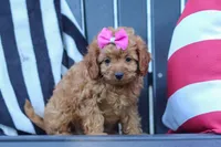 Amelia, a female Cavapoo for sale in Baltic, OH – 6 of 8