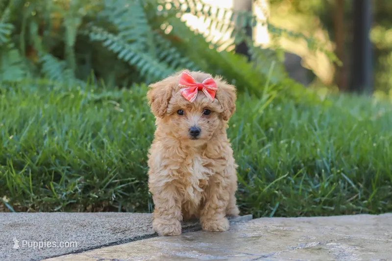 Posie – Maltipoo puppy for sale in Baltic, OH