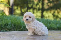 Finley, a male Maltipoo for sale in Baltic, OH – 7 of 10