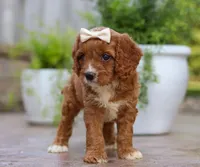 Kiwi, a female Cavapoo for sale in Baltic, OH – Photo 4 of 5