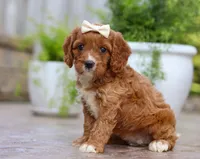 Kiwi, a female Cavapoo for sale in Baltic, OH – Photo 2 of 5