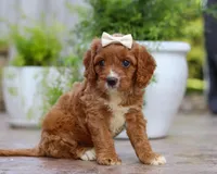 Kiwi, a female Cavapoo for sale in Baltic, OH – Photo 3 of 5