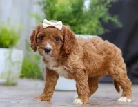 Kiwi, a female Cavapoo for sale in Baltic, OH – Photo 5 of 5