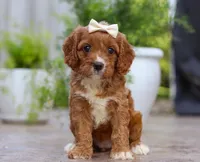 Kiwi, a female Cavapoo for sale in Baltic, OH – Photo 1 of 5