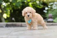 Astro, a male Schnoodle for sale in Baltic, OH – 4 of 6