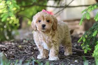Amelia, a female Maltipoo for sale in Baltic, OH – 2 of 10
