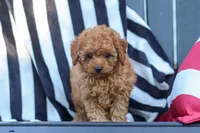 Emily, a female Cavapoo for sale in Baltic, OH – 3 of 10