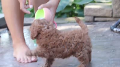 Justin, a male Cavapoo for sale in Baltic, OH – 10 of 10