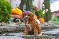 Clover, a female Cavapoo for sale in Baltic, OH – 5 of 10
