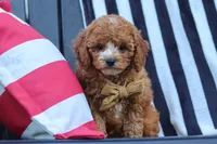 Connor, a male Cavapoo for sale in Baltic, OH – 8 of 9
