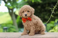 Marley, a male Maltipoo for sale in Baltic, OH – 3 of 6