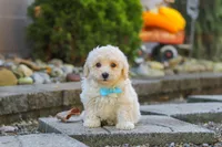 Finley, a male Maltipoo for sale in Baltic, OH – 3 of 10