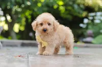 Scout, a male Schnoodle for sale in Baltic, OH – 3 of 7
