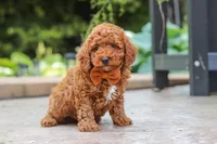 Everest, a male Poodle - Miniature  for sale in Baltic, OH – 5 of 6