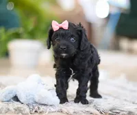 Princess, a female Cavapoo for sale in Baltic, OH – Photo 5 of 6