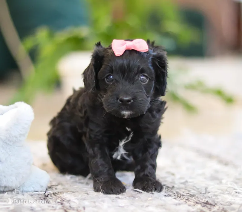 Princess, a female Cavapoo for sale in Baltic, OH – Photo 1 of 6