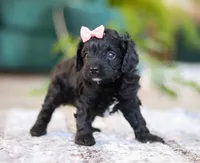 Princess, a female Cavapoo for sale in Baltic, OH – Photo 6 of 6