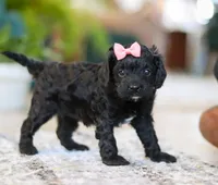 Princess, a female Cavapoo for sale in Baltic, OH – Photo 2 of 6