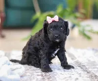 Princess, a female Cavapoo for sale in Baltic, OH – Photo 3 of 6