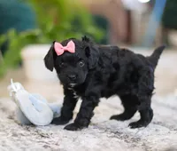 Princess, a female Cavapoo for sale in Baltic, OH – Photo 4 of 6