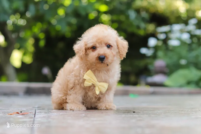 Scout – Schnoodle puppy for sale in Baltic, OH