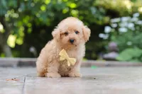 Scout, a male Schnoodle for sale in Baltic, OH – 1 of 7