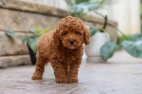 Oakley, a male Poodle - Miniature  for sale in Baltic, OH – 5 of 6