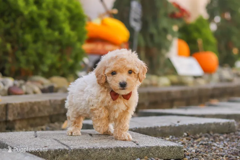 Archie – Maltipoo puppy for sale in Baltic, OH