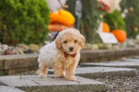 Archie, a male Maltipoo for sale in Baltic, OH – 1 of 10