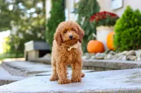 Greyson, a male Poodle - Miniature  for sale in Baltic, OH – 4 of 7