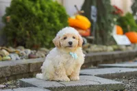 Ollie, a male Maltipoo for sale in Baltic, OH – 9 of 10