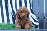 Duke, a male Poodle - Miniature  for sale in Baltic, OH – 7 of 8