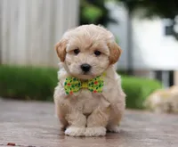 Andre, a male Maltipoo for sale in Baltic, OH – Photo 1 of 6