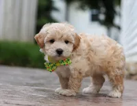Andre, a male Maltipoo for sale in Baltic, OH – Photo 3 of 6