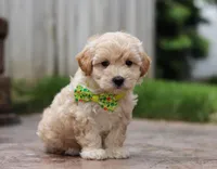 Andre, a male Maltipoo for sale in Baltic, OH – Photo 5 of 6