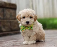 Andre, a male Maltipoo for sale in Baltic, OH – Photo 6 of 6