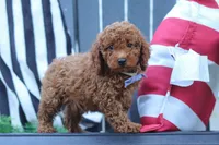 Duke, a male Poodle - Miniature  for sale in Baltic, OH – 5 of 8