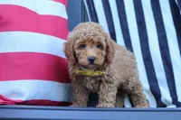 James, a male Poodle - Miniature  for sale in Baltic, OH – 3 of 10