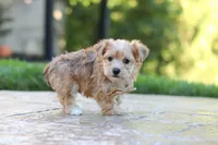 Chase , a male Morkie for sale in Baltic, OH – 3 of 7