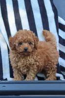 Emily, a female Cavapoo for sale in Baltic, OH – 9 of 10