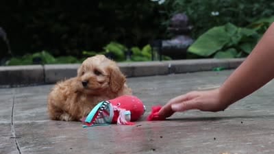 Nora, a female Schnoodle for sale in Baltic, OH – 7 of 7