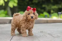 Lottie, a female Maltipoo for sale in Baltic, OH – 4 of 5