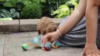 Ranger, a male Maltipoo for sale in Baltic, OH – 6 of 6