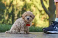 Archie, a male Maltipoo for sale in Baltic, OH – 5 of 10