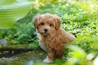 Letty, a female Maltipoo for sale in Baltic, OH – 9 of 10