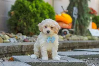 Brooks, a male Maltipoo for sale in Baltic, OH – 4 of 6