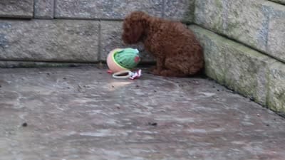 Duke, a male Poodle - Miniature  for sale in Baltic, OH – 8 of 8