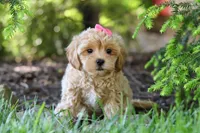 Amelia, a female Maltipoo for sale in Baltic, OH – 5 of 10
