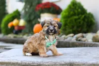Milo, a male Morkie for sale in Baltic, OH – 2 of 7